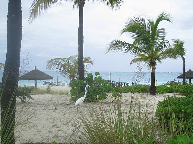 club-med-ibis-in-crap-weather.bmp