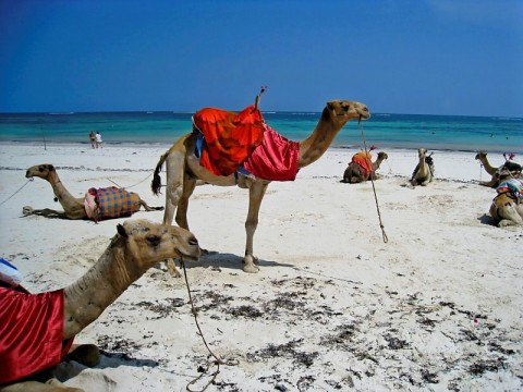 kenya-camels-on-beach.bmp
