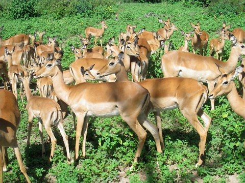 chobe-antelopes.bmp