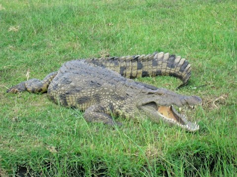 chobe-croc-large.bmp