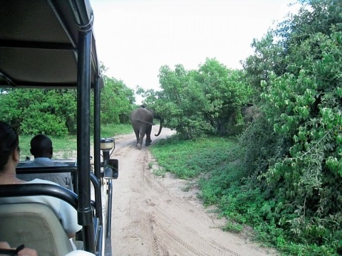 chobe-elephant-on-path.bmp