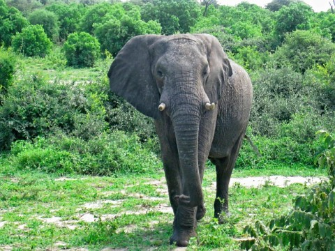 chobe-elephant-staring.bmp