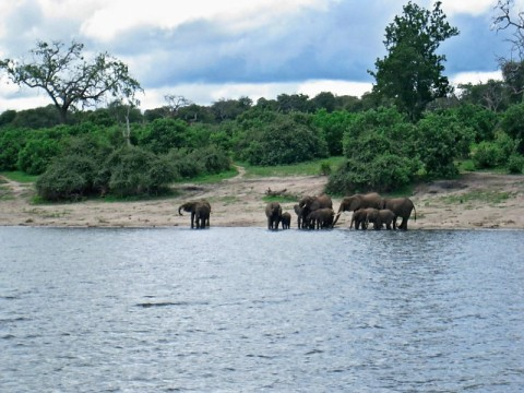 chobe-elephants-bathing-and-drinking.bmp