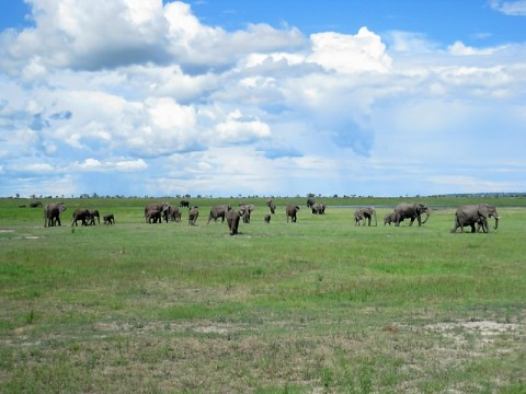 chobe-elephants-on-savannah.bmp