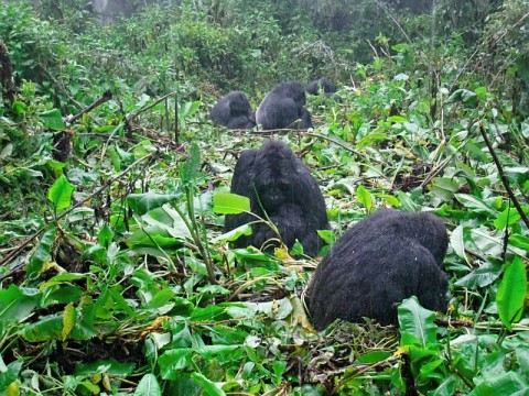 gorillas-first-view-with-baby.bmp