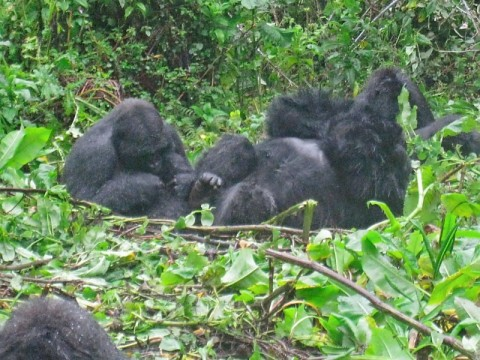 gorillas-stretching-sorta.bmp