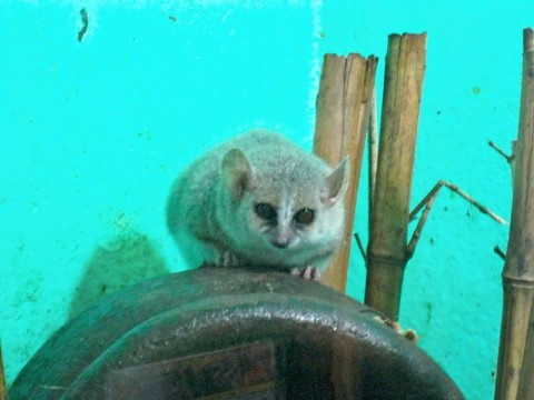 mada-lemur.bmp