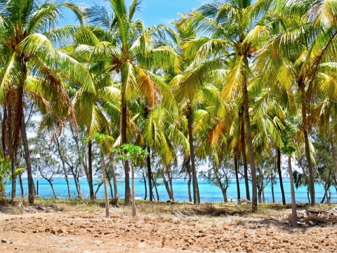 rod-palms-and-indian-ocean.bmp