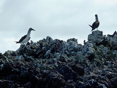 gala-blue-footed-boobies.bmp