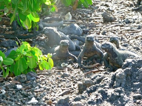 gala-iguanas.bmp