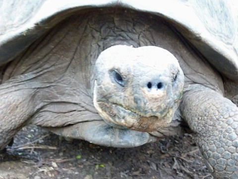 gala-turtle-face-up-close.bmp