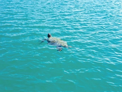 gala-turtle-in-water.bmp