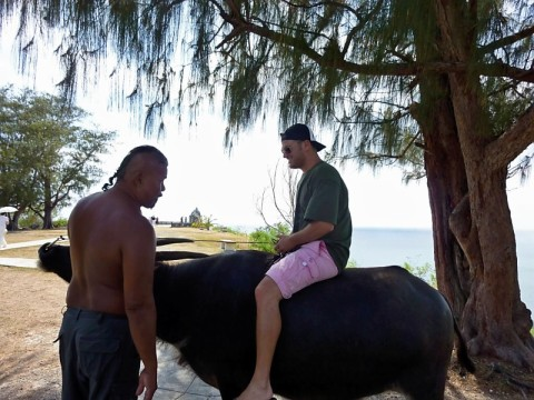 guam-big-john-and-steer.bmp