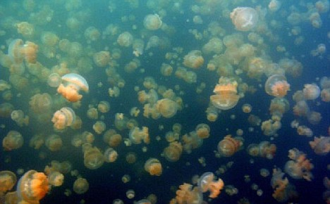 palau-jellyfish-lake.bmp