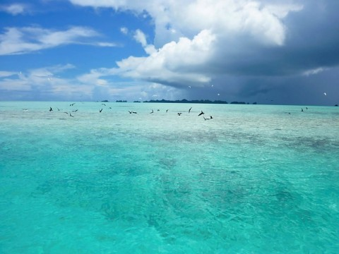 palau-rock-islands-with-birds.bmp