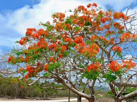 saipan-flame-tree.bmp