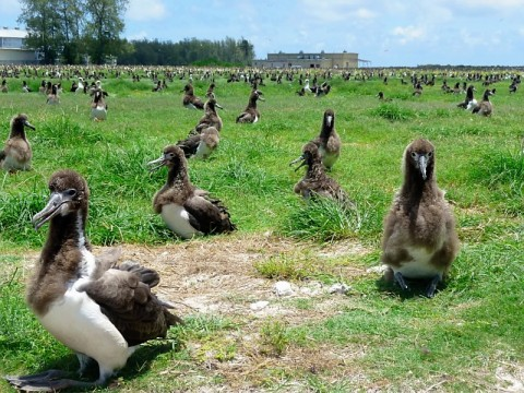 midway-1000s-of-gooneys.bmp