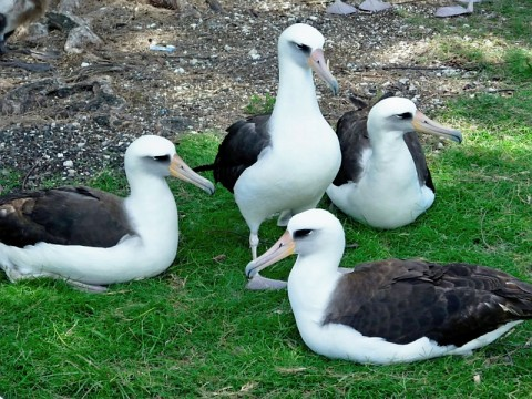 midway-albatross-close-up.bmp