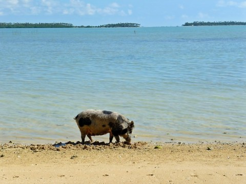 tonga-pig-at-water.bmp