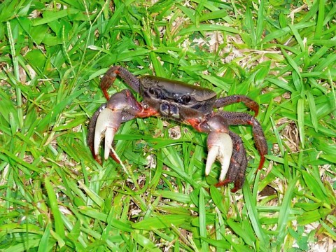 wallis-land-crab-wants-to-fight.bmp