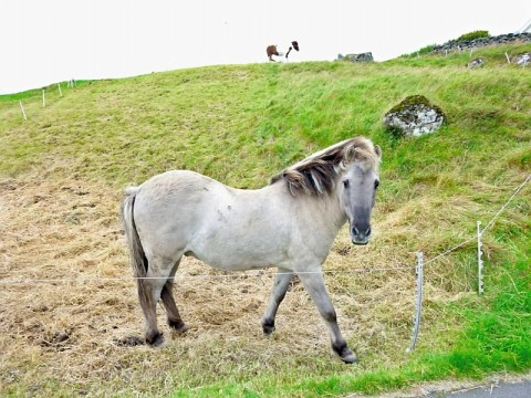 faroes-random-horse.bmp