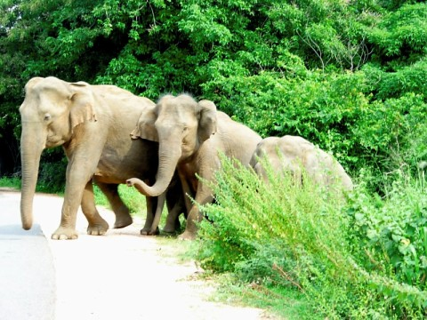 sri-elephants.bmp