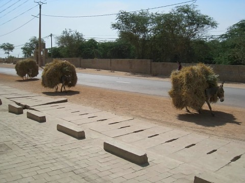 timbuktu-donkeys.bmp