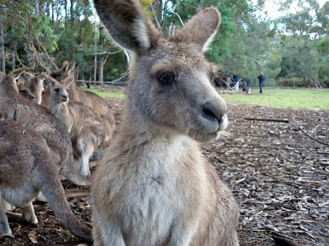 taz-kangaroo-face.bmp