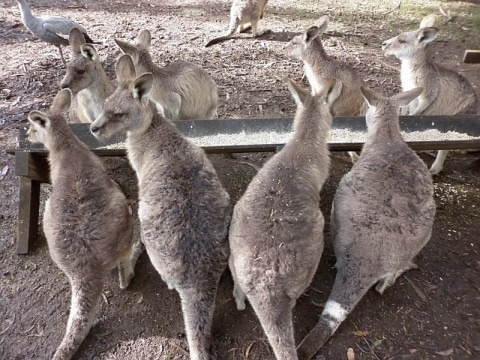 taz-kangaroos-at-trough.bmp