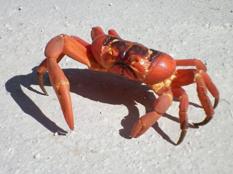 xmas-red-crab-1.bmp