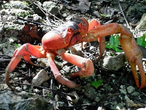 xmas-red-crab-2-closeup.bmp