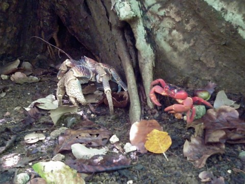 xmas-robber-and-red-fighting.bmp