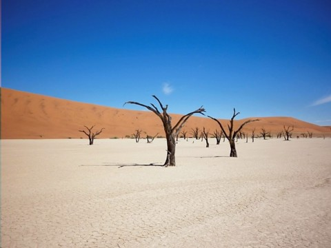 soss-deadvlei-many-trees.bmp