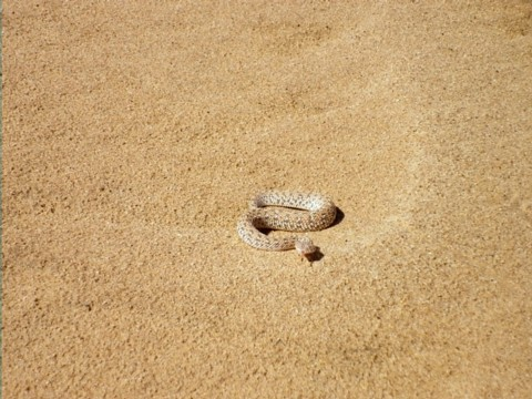 swakop-poisonous-snake-camouflaged.bmp