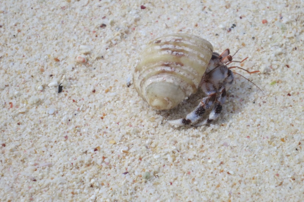 Kiritimati, Kiribati, Christmas Island, travel, Fiji, Air Pacific, beach, crab