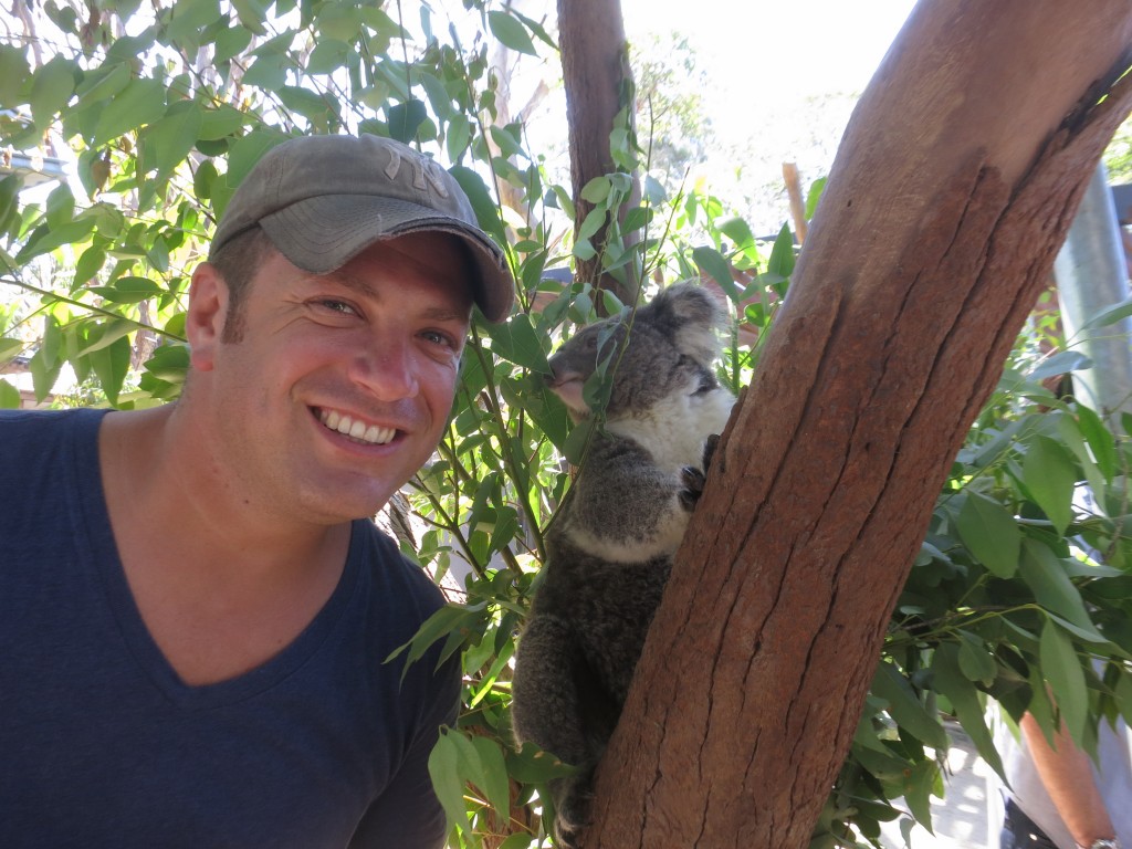 koala, Sydney, Australia, zoo, Taronga Zoo, animals