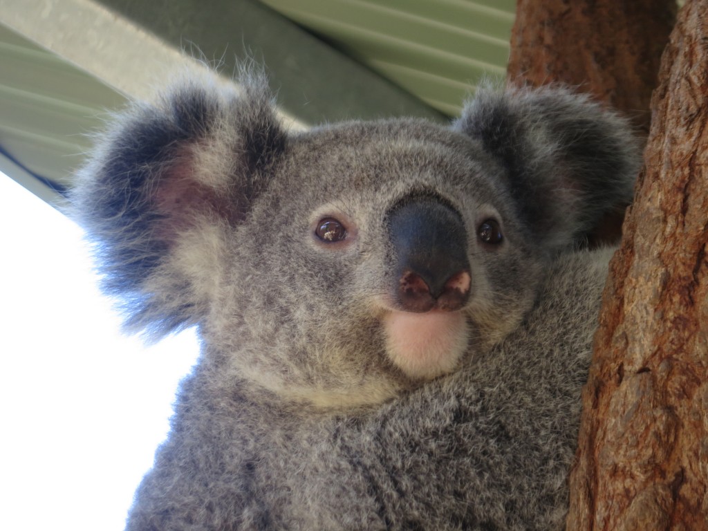 koala, Sydney, Australia, zoo, Taronga Zoo, animals