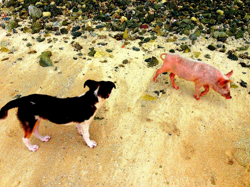 Majuro, Majuro Atoll, Marshall Islands, diving, Eneko, beach, pig, dog