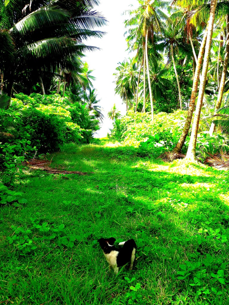 Majuro, Majuro Atoll, Marshall Islands, diving, Eneko, beach