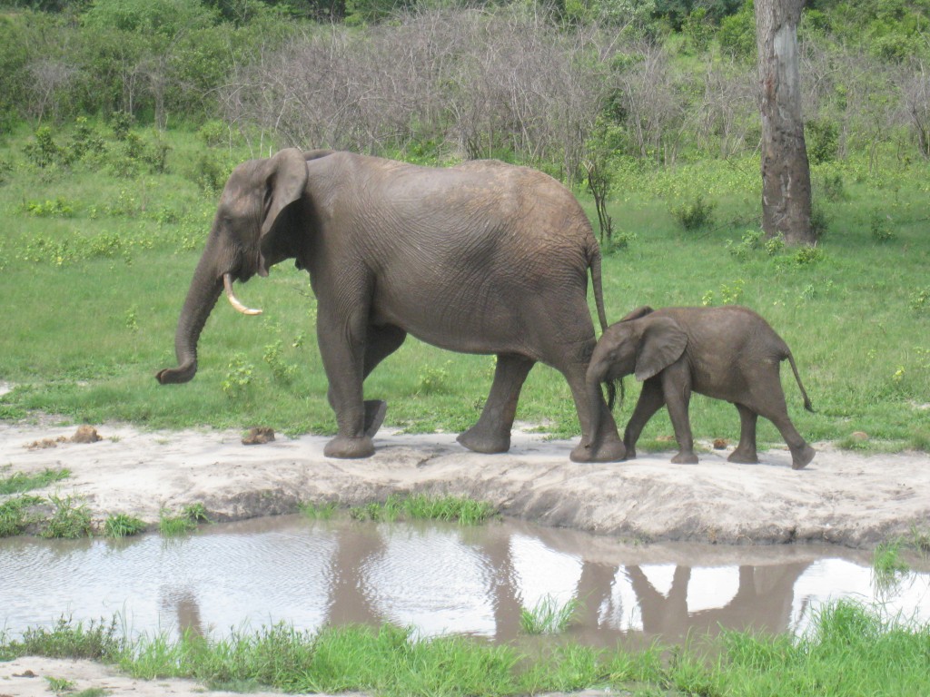Botswana, Chobe River, Chobe National Park, Chobe, elephants, Africa