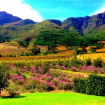 Franschhoek, vineyards, La Residence Hotel, view, mountains, South Africa, Western Cape, Cape Vineyards, small town, Africa