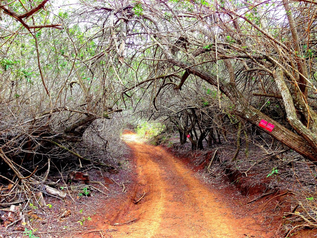 Lanai, Koloiki Ridge Trail, Hawaii, Pacific Ocean, Hawaiian Islands