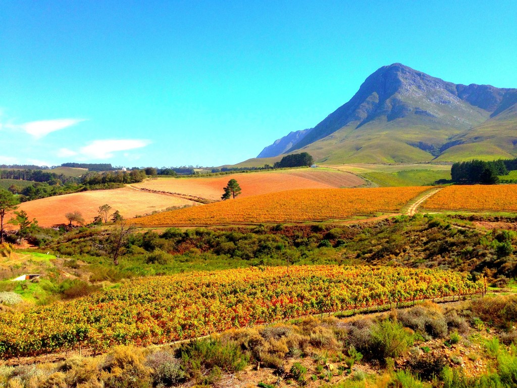 Creation Wines, Creation, wine, Hermanus, South Africa, Western Cape, Africa