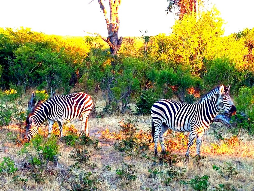 Victoria Falls, Smoke that thunders, Zambezi River, African Four Corners, Zambia, Zimbabwe, travel, Africa, pool, stanley and livingstone hotel, zebras