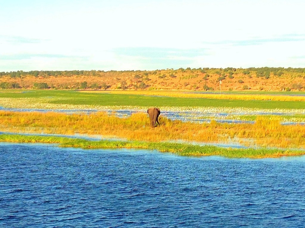 elephant, Zambezi Queen, luxury, hotel, African Four Corners, Chobe River, Caprivi Strip, Zambia, Zimbabwe, Namibia, Botswana, travel, Africa