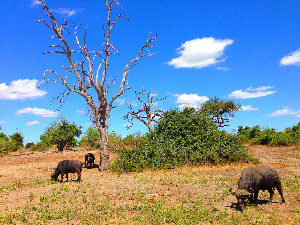 buffaloes, Zambezi Queen, luxury, hotel, African Four Corners, Chobe River, Caprivi Strip, Zambia, Zimbabwe, Namibia, Botswana, travel, Africa