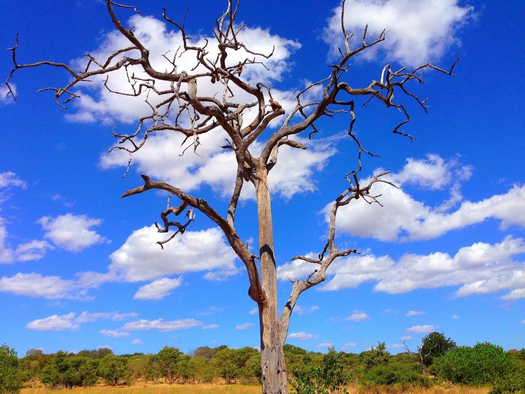 African Four Corners, Chobe River, Caprivi Strip, Zambia, Zimbabwe, Namibia, Botswana, travel, Africa, Chobe National Park