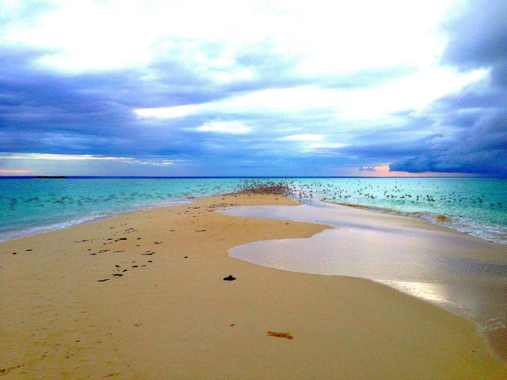 Medjumbe Private Island, Mozambique, Africa, Medjumbe, Indian Ocean, private island, island, luxury, hotel, birds