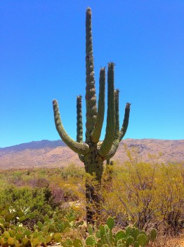 Saguaro National Park, National Park, saguaro, Arizona, Tucson, cactus, cacti, Sonoran Desert, desert