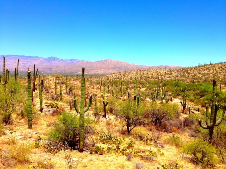 Saguaro National Park, National Park, saguaro, Arizona, Tucson, cactus, cacti, Sonoran Desert, desert